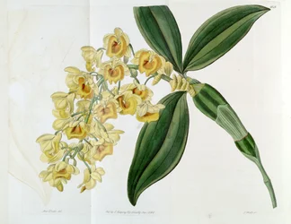 Dendrobium densiflorum